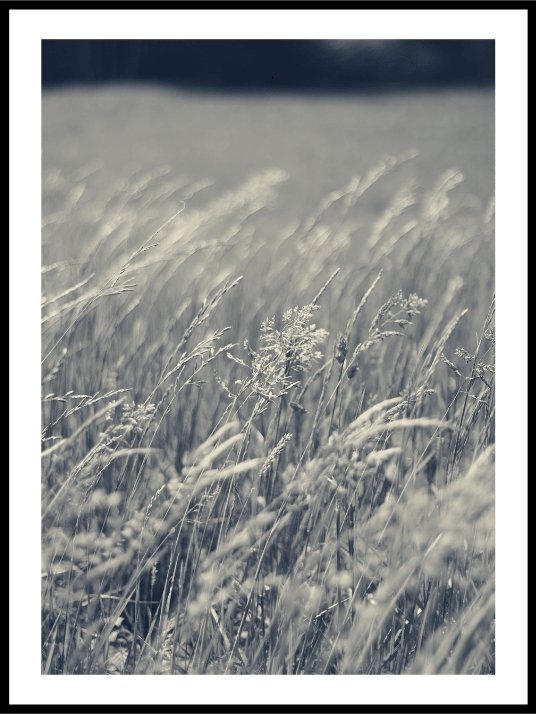 The Reeds No1 - Plakat - Plakatbar.no
