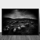 The sheep in the valley poster - Plakatbar.no