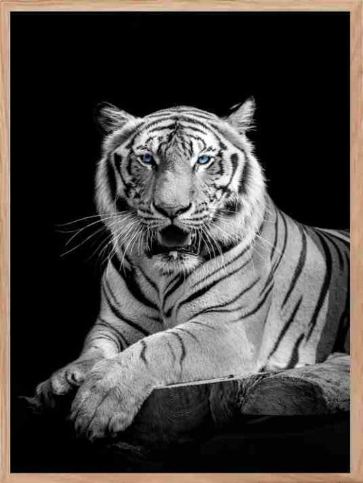 Tiger 02 - Blue Eyes Poster - Plakatbar.no