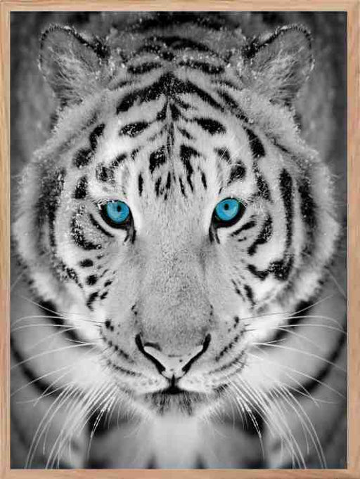Tiger 03 - Blue Eyes Poster - Plakatbar.no