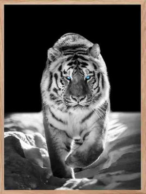 Tiger - Blue Eyes Poster - Plakatbar.no