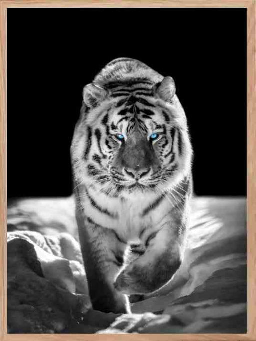 Tiger - Blue Eyes Poster - Plakatbar.no