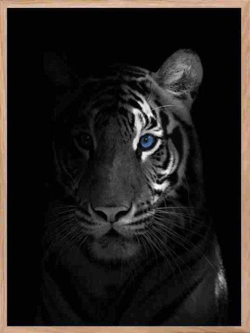 Tiger i skygge - Blue Eyes Poster - Plakatbar.no