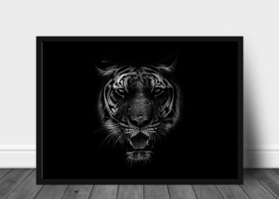 Tiger i sort hvit - poster - Plakatbar.no