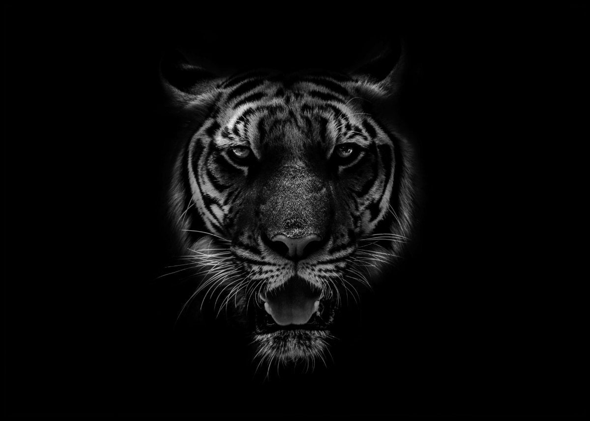 Tiger i sort hvit - poster - Plakatbar.no
