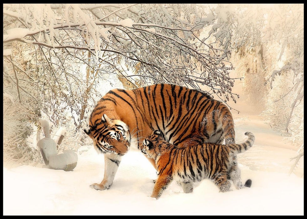 Tiger med unge i snøen poster - Plakatbar.no