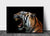 Tiger portrett - poster - Plakatbar.no