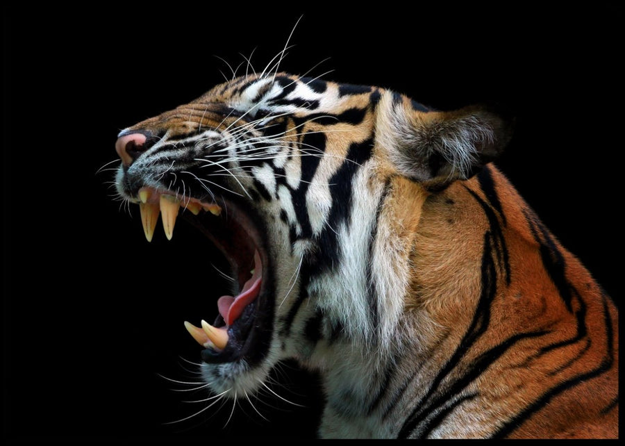 Tiger portrait - poster