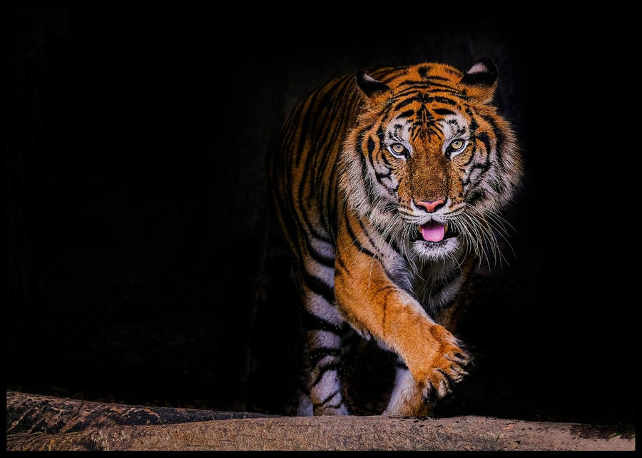 Tiger - records