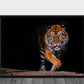 Tiger - poster - Plakatbar.no