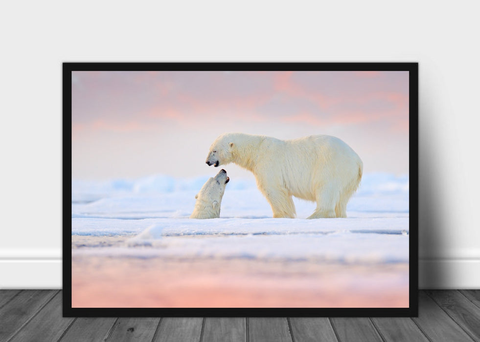 To isbjørner på Svalbard - Plakat - Plakatbar.no