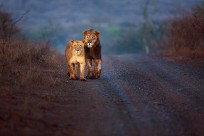 To løver kommer gående poster - Plakatbar.no