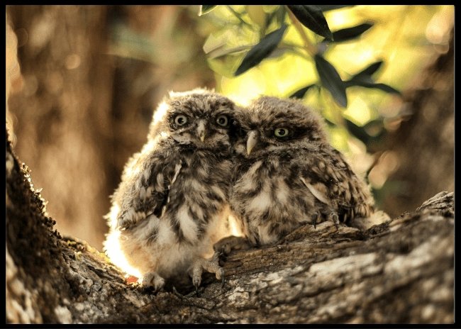 To ugleunger poster - Plakatbar.no