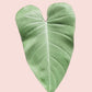 Tropical Leaf Blush - Plakatbar.no