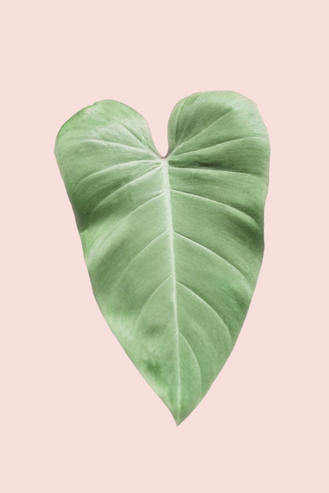 Tropical Leaf Blush - Plakatbar.no