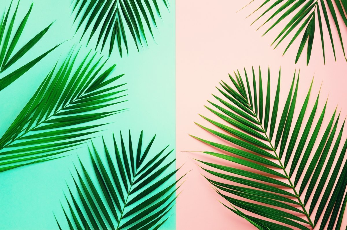 Tropical palm leaves poster - Plakatbar.no