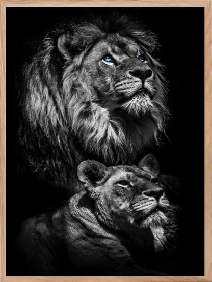 Two Lions - Blue Eyes Poster - Plakatbar.no