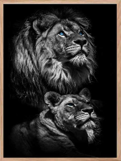 Two Lions - Blue Eyes Poster - Plakatbar.no