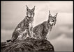 Two lynx on rock poster - Plakatbar.no