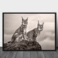 Two lynx on rock poster - Plakatbar.no