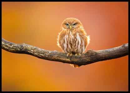 Ugle poster - Plakatbar.no