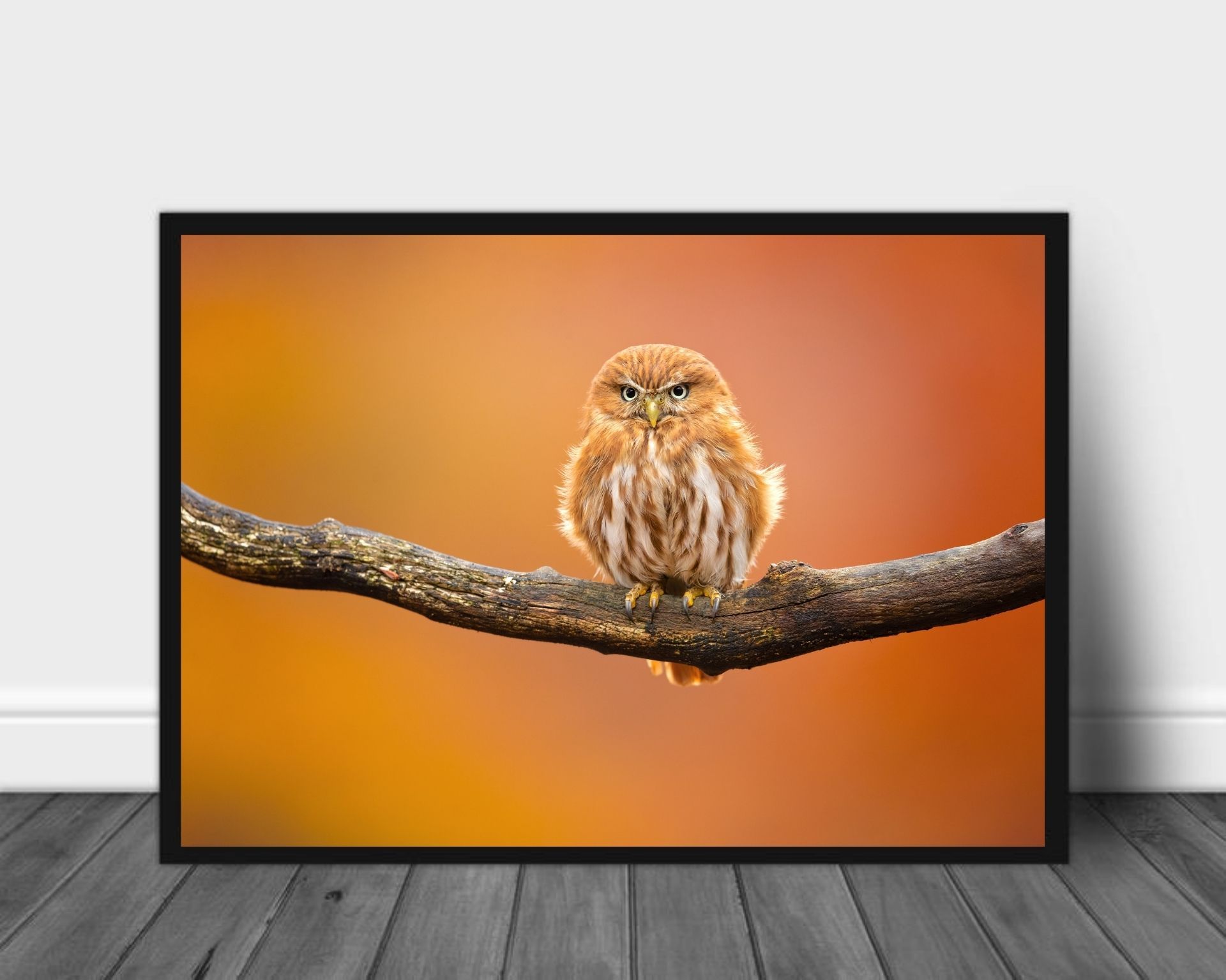 Ugle poster - Plakatbar.no