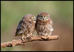 Ugle unger poster - Plakatbar.no