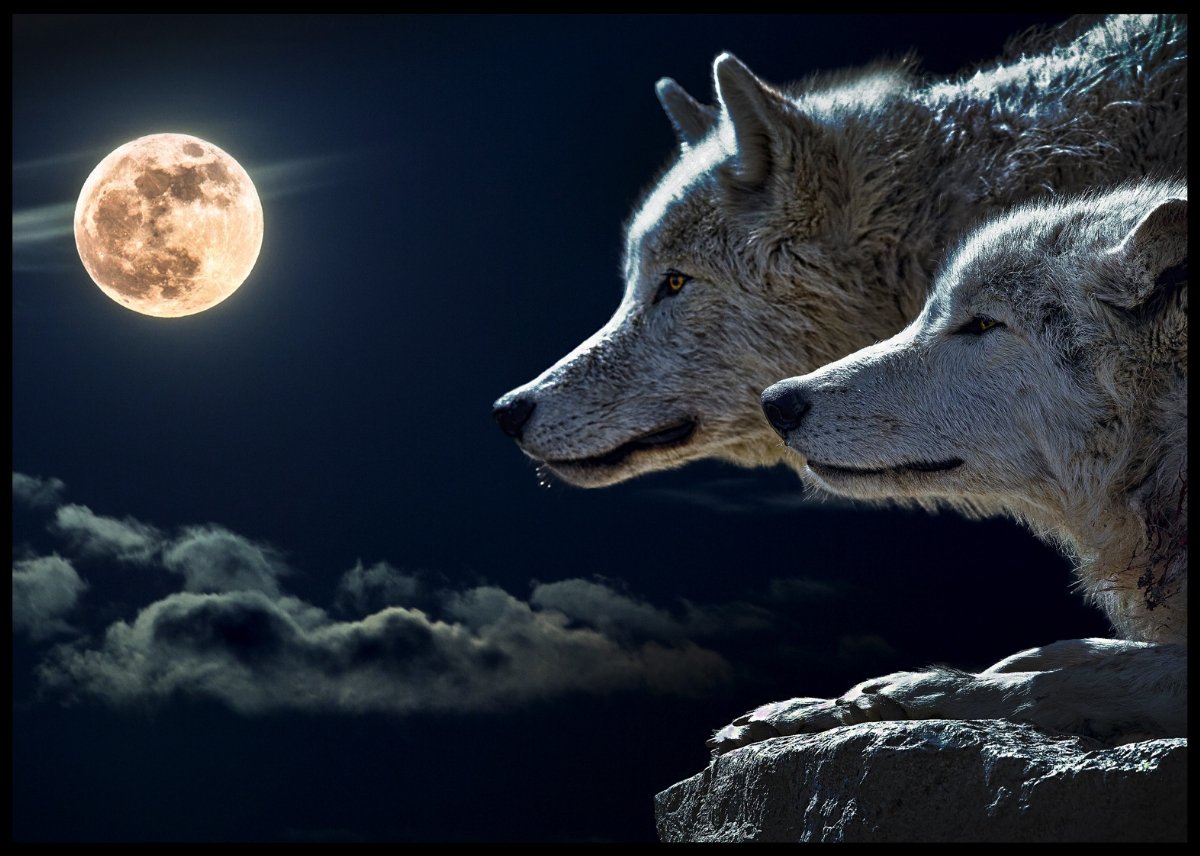 Ulver og månen - Plakatbar.no