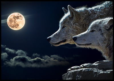 Ulver og månen - Plakatbar.no