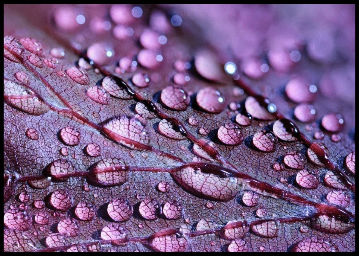 Vanndråper på planteblad - Plakatbar.no