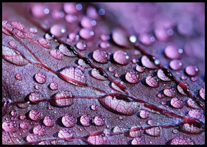 Vanndråper på planteblad - Plakatbar.no