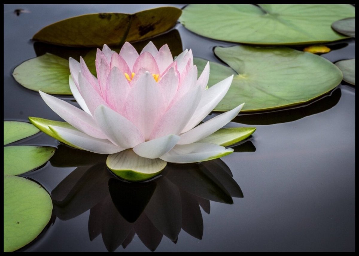 Vannlilje poster - Plakatbar.no