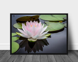 Vannlilje poster - Plakatbar.no