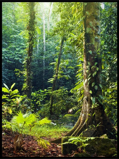 Vår i skogen 1 - Poster - Plakatbar.no