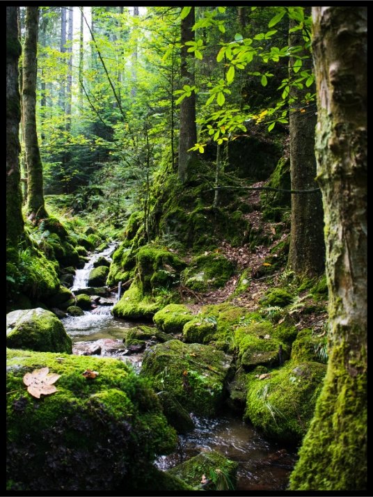 Spring in the Forest 2 - Poster