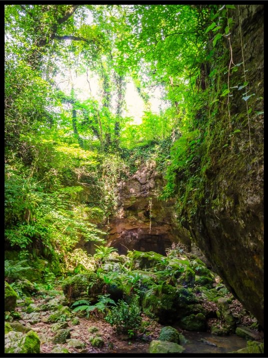 Vår i skogen 3 - Poster - Plakatbar.no