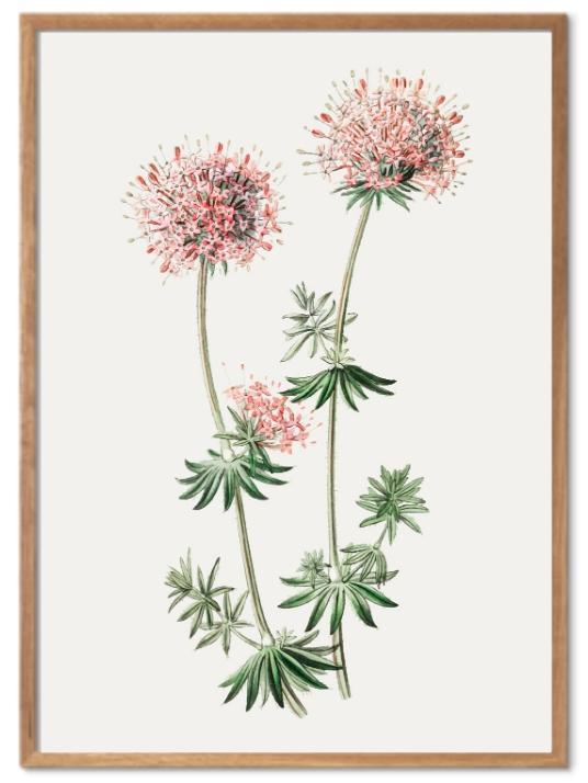 Vårblomst poster - Plakatbar.no