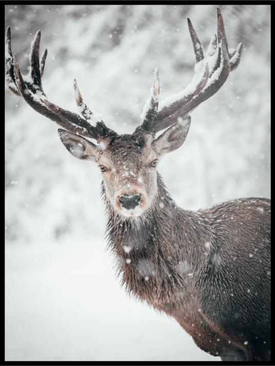Winter - deer records