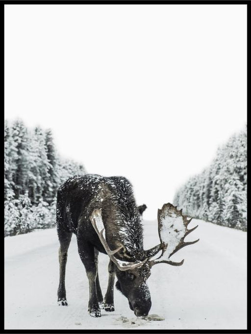 Vinterplakat med elg - Plakatbar.no