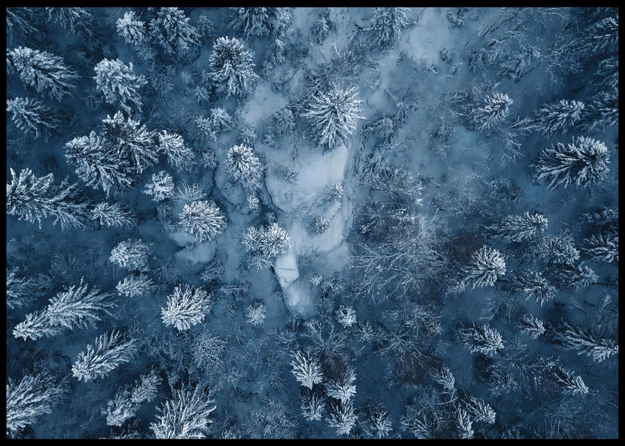Winter forest records