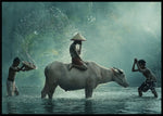Water buffalo poster - Plakatbar.no