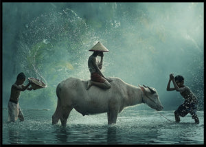 Water buffalo poster - Plakatbar.no