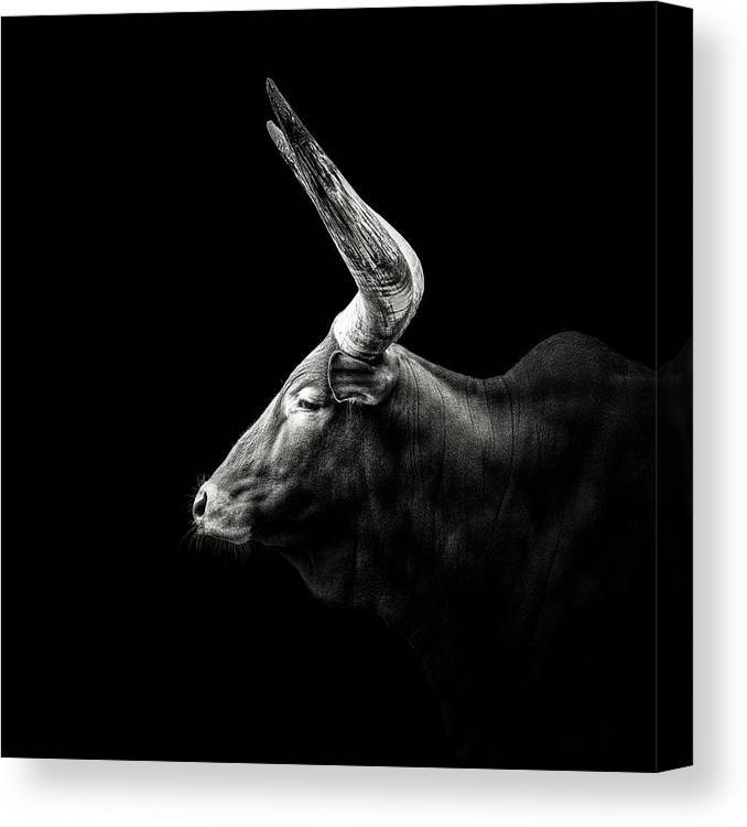 Watusi Horns - square canvas
