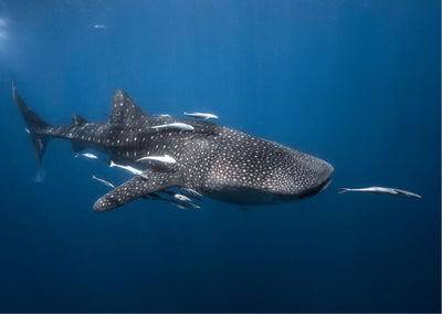 Whale shark - poster - Plakatbar.no