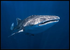 Whale shark poster - Plakatbar.no
