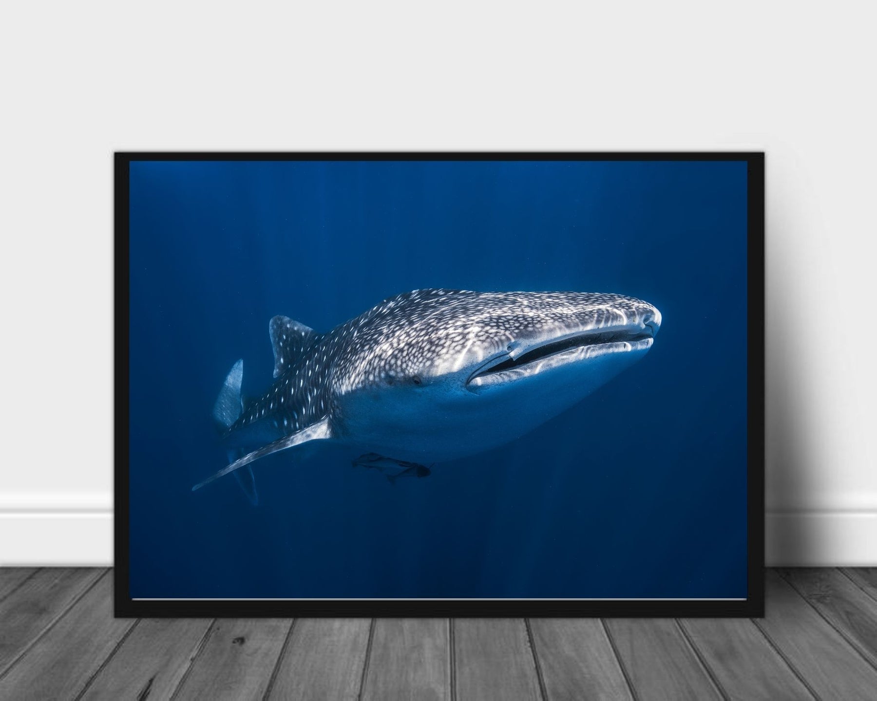 Whale Shark Poster Plakatbar no whale-shark-poster-plakatbar-no