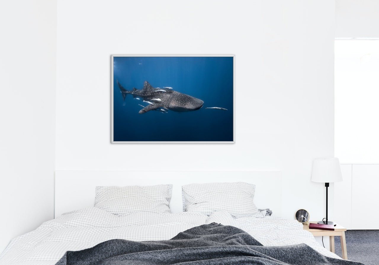 Whale shark - poster - Plakatbar.no