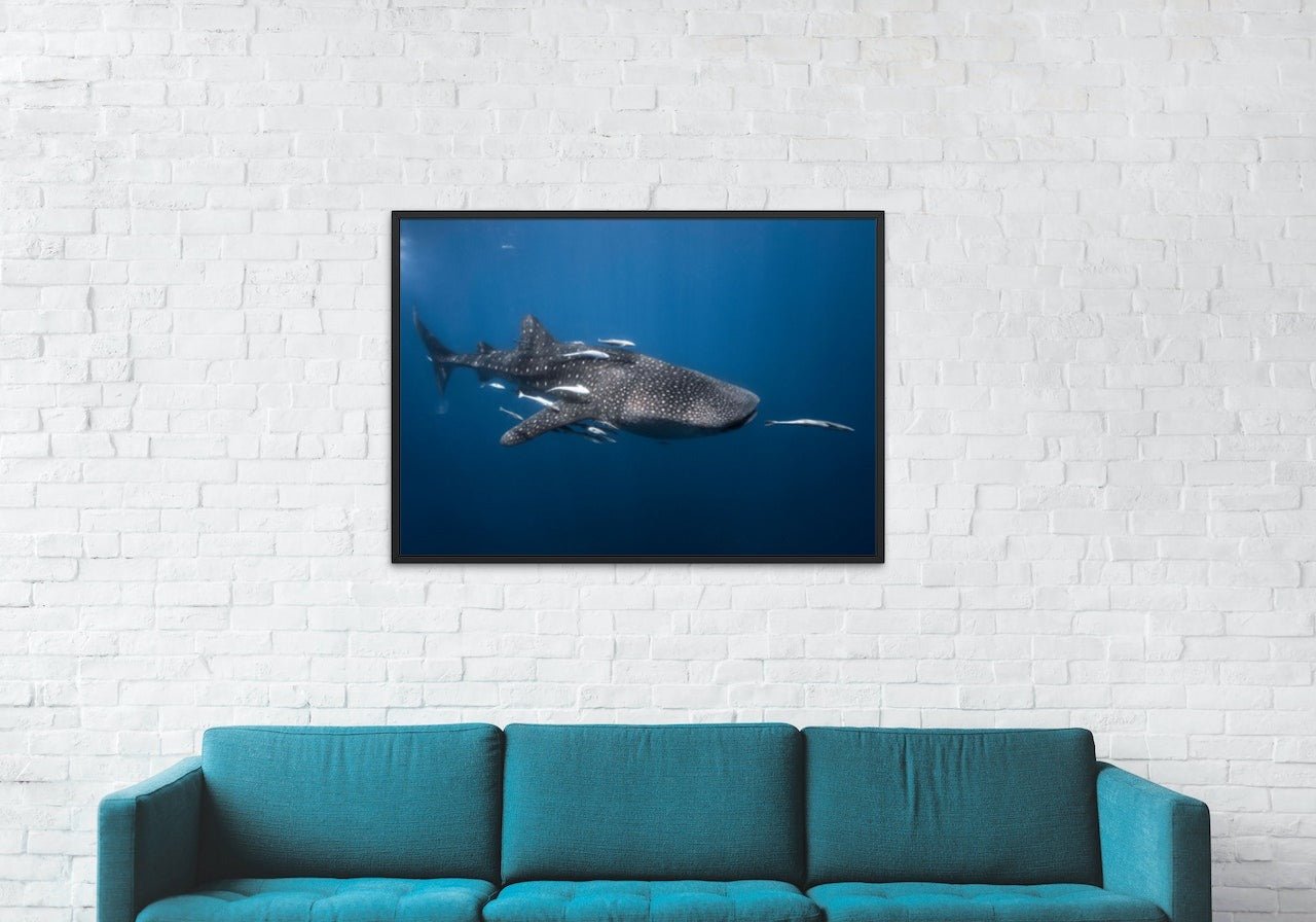 Whale shark - poster - Plakatbar.no