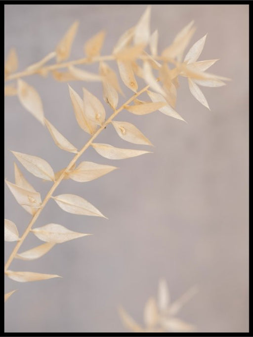 White dried flowers - Poster - Plakatbar.no