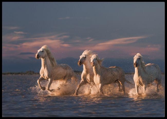 White horses poster - Plakatbar.no